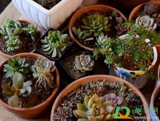 哪些多肉可以拼在一起(可以种一起的多肉) 哪些多肉可以拼在一起(可以种一起的多肉)