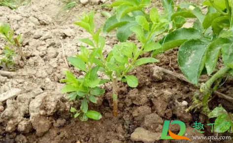 土壤调理剂有毒吗(最好的土壤调理剂)