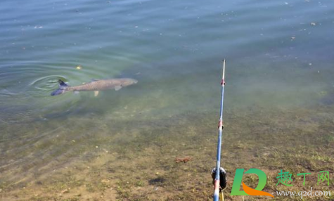 秋天钓鱼为什么难钓(深秋为什么这么难钓鱼)