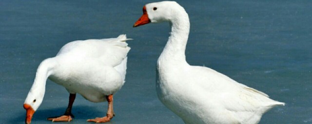 肉鹅怎么配制饲料(肉食鹅饲料配方)