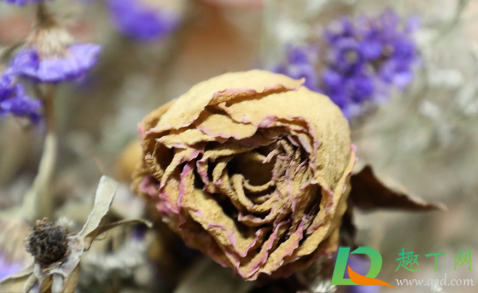 染色的干花有毒么(染色花有毒吗) 染色的干花有毒么(染色花有毒吗)