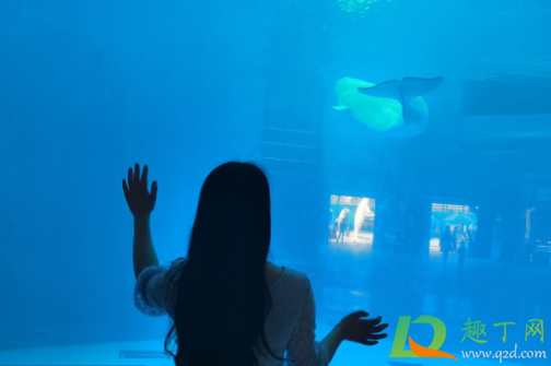 去海洋馆玩怎么拍告别游客照(海洋馆拍人像技巧)