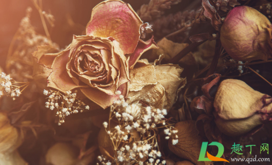 干花为什么会掉色(有哪些花干了不会变色)