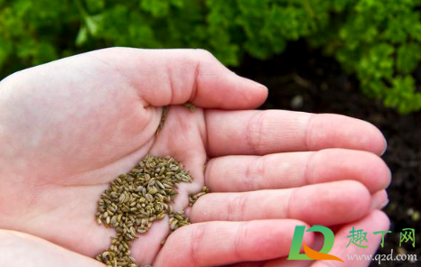香菜种子要泡多久才能种(香菜种子用水泡多久) 香菜种子要泡多久才能种(香菜种子用水泡多久)