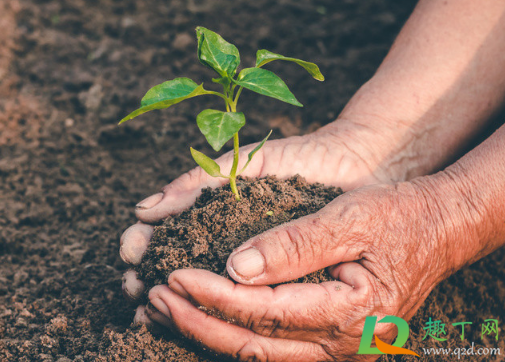 秋天种树能成活吗为什么(秋天种树成活率高吗) 秋天种树能成活吗为什么(秋天种树成活率高吗)