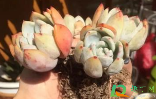 多肉修根步骤有哪些(多肉修根要修到什么程度)