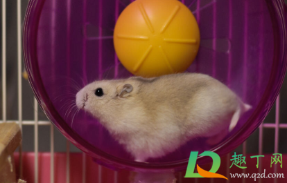 不让仓鼠跑转轮会死吗(仓鼠如果长时间没有转轮会死吗) 不让仓鼠跑转轮会死吗(仓鼠如果长时间没有转轮会死吗)