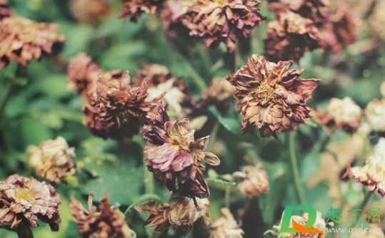 干花买回来怎么处理(干花需要处理吗)