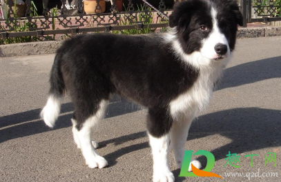 幼犬可以吃鸡蛋白吗(狗狗能不能吃蛋白)