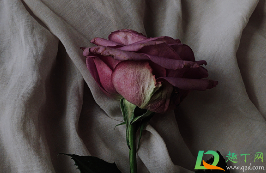 玫瑰花制作干花可以晒吗(鲜玫瑰花晒干怎么做)