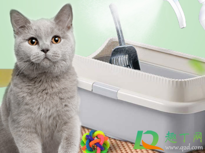 家里养猫用酒精消毒好吗(养猫能用酒精消毒吗)