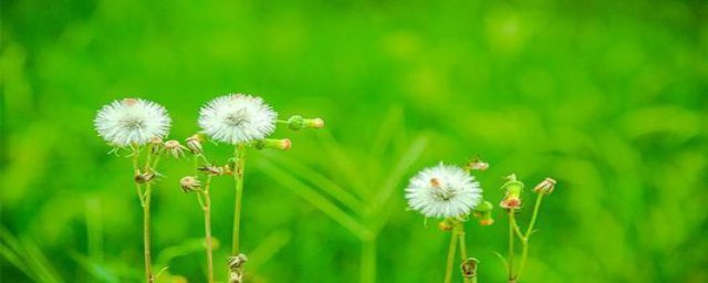 关于蒲公英的介绍(关于蒲公英的介绍和图片)