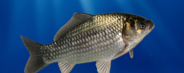 鱼漂是什么意思呢(鱼漂是干嘛的)