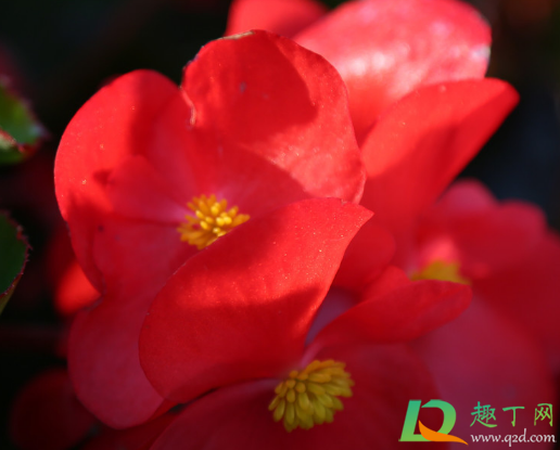 夫妻海棠扦插叶子需要剪一半吗(夫妻海棠怎么剪枝)