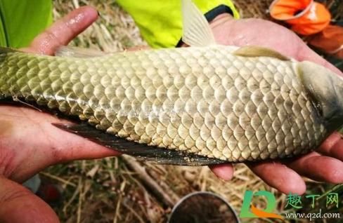 深秋鱼口轻怎么办(秋季钓鱼鱼口太轻怎么办) 深秋鱼口轻怎么办(秋季钓鱼鱼口太轻怎么办)