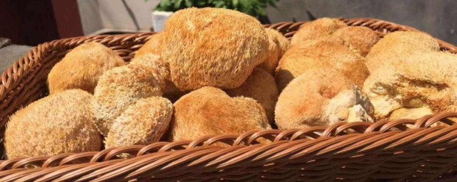 食用猴头菇有哪些禁忌？(猴头菇的食用方法和禁忌)