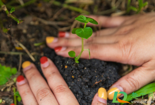 秋天种树能成活吗为什么(秋天种树成活率高吗)