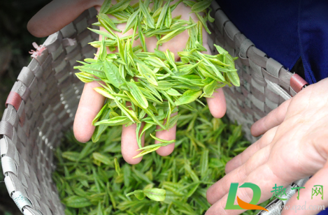 安吉白茶一天泡几次最好(安吉白茶可以冲泡几次?怎么泡好喝)