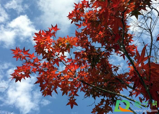 2020年几月冷空气来(最新冷空气消息2020冬天会冷吗)