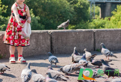 鸽子怎么喂食小鸽子(鸽子如何喂食)