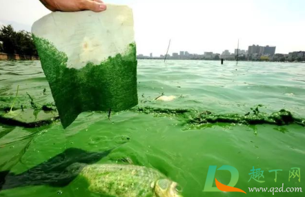 蓝藻细菌包括什么(蓝藻也称蓝细菌)