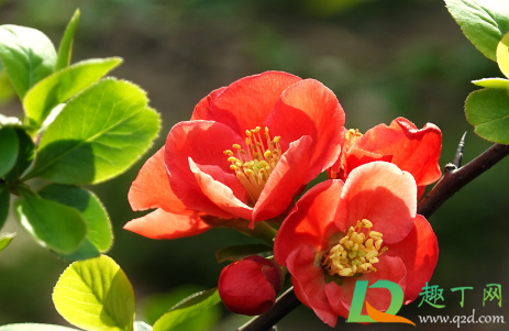 夫妻海棠需要打顶吗(玻璃海棠需要打顶吗)