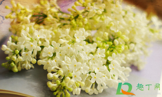 干花为什么会变黄(做干花为什么会泛黄) 干花为什么会变黄(做干花为什么会泛黄)