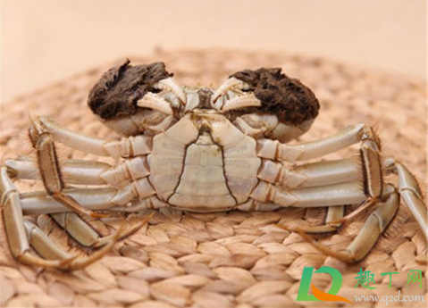 小螃蟹要不要去掉内脏(螃蟹去除内脏)