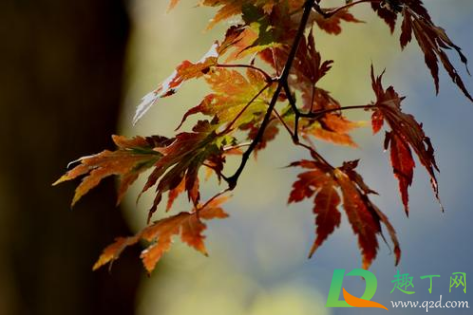 2020年冬天会早来吗(2020年冬天似乎比往年更早到来) 2020年冬天会早来吗(2020年冬天似乎比往年更早到来)