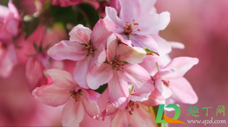 夫妻海棠需要打顶吗(玻璃海棠需要打顶吗) 夫妻海棠需要打顶吗(玻璃海棠需要打顶吗)