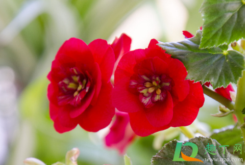 夫妻海棠好养吗(夫妻海棠盆栽)