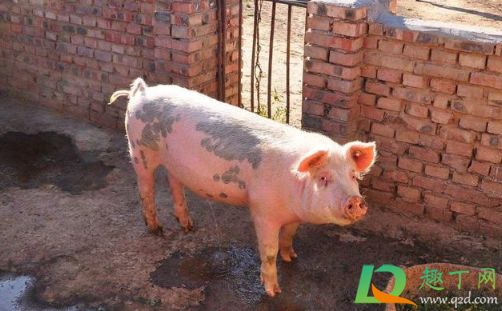2021还有人养猪吗(2021年猪还能养吗)