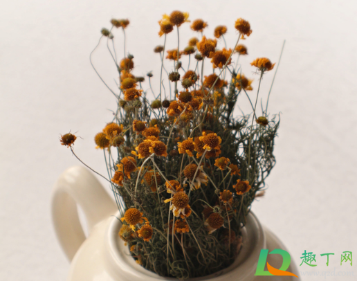 发霉的干花晒晒还能要吗(晾干花发霉)