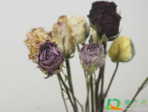 玫瑰花做成干花需要几天(玫瑰花制作干花需要多长时间) 玫瑰花做成干花需要几天(玫瑰花制作干花需要多长时间)