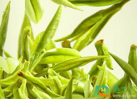 安吉白茶黄版好还是绿版好(安吉黄茶和白茶区别) 安吉白茶黄版好还是绿版好(安吉黄茶和白茶区别)