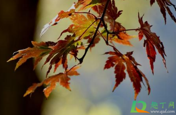 2020年冬天会有拉尼娜吗(2020年冷冬拉尼娜辟谣) 2020年冬天会有拉尼娜吗(2020年冷冬拉尼娜辟谣)