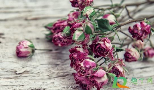 干花的制作方法简单吗(干花怎么制作方法)