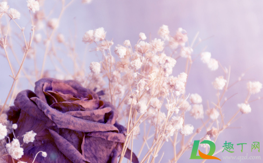 干花买回来怎么处理(干花需要处理吗) 干花买回来怎么处理(干花需要处理吗)
