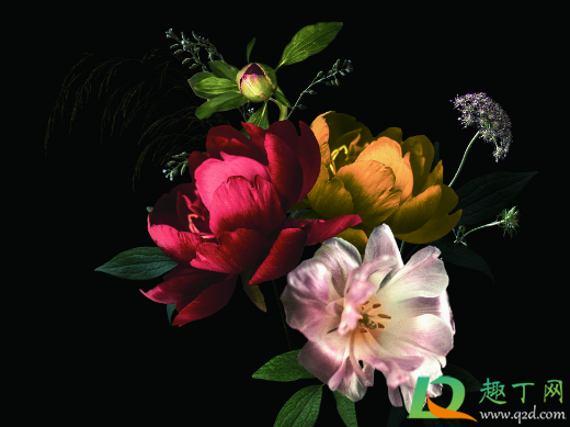 玫瑰干花变黑什么原因(玫瑰花花干黑了怎么回事儿) 玫瑰干花变黑什么原因(玫瑰花花干黑了怎么回事儿)