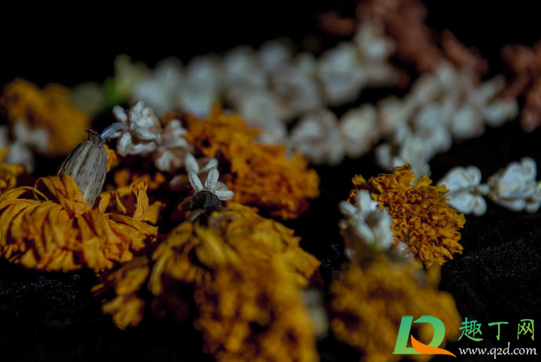 干花为什么会掉色(有哪些花干了不会变色) 干花为什么会掉色(有哪些花干了不会变色)