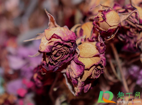 染色的干花有毒么(染色花有毒吗)