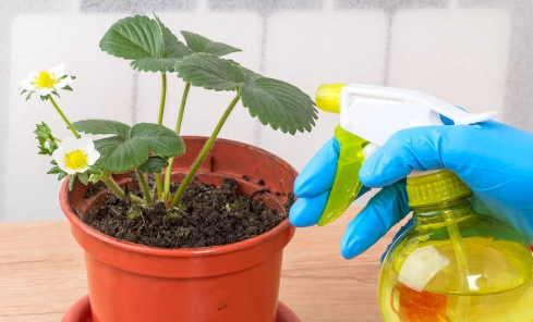 花卉喷药什么时间合适(花卉喷农药时间)