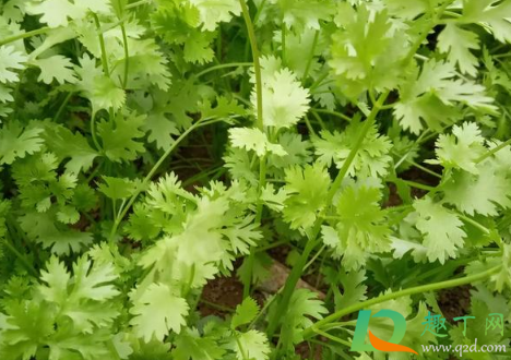 香菜种子要泡多久才能种(香菜种子用水泡多久)