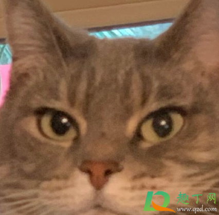 985头是什么意思(9851啥意思)