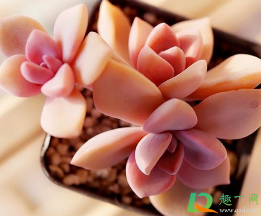 多肉小苗养到大多长时间(多肉小苗多久长成成株)