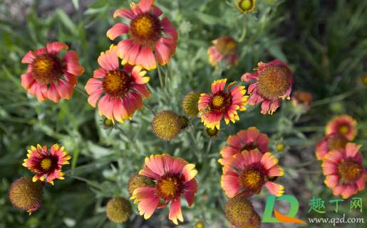 春天开的花有哪些(春天开的花有哪些?(花名)