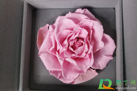 玫瑰花能直接倒挂风干吗(玫瑰花悬挂可以风干吗) 玫瑰花能直接倒挂风干吗(玫瑰花悬挂可以风干吗)