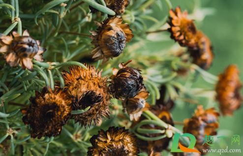 干花可以用玻璃柜放着吗(干花可以放在盒子里吗)