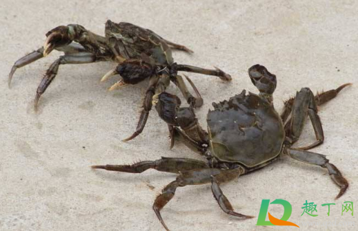 螃蟹不动是死了还是睡觉(螃蟹会睡觉吗)