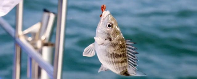 这样用蚯蚓才最好(蚯蚓有用吗)